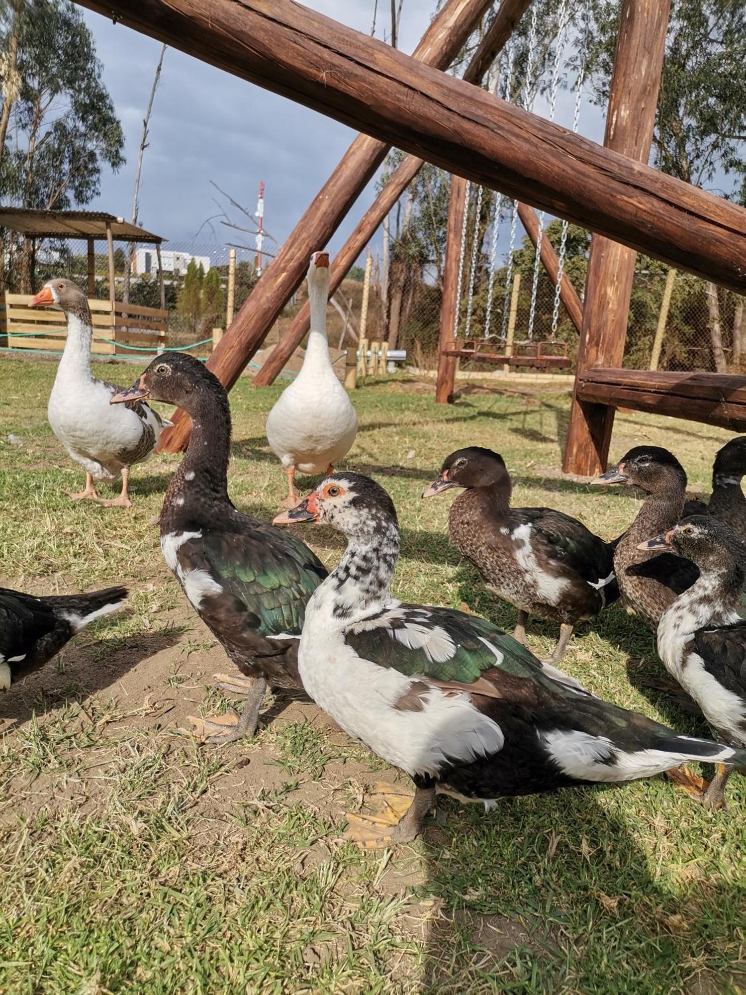 La Granja De Papa Alberto Puembo Dış mekan fotoğraf
