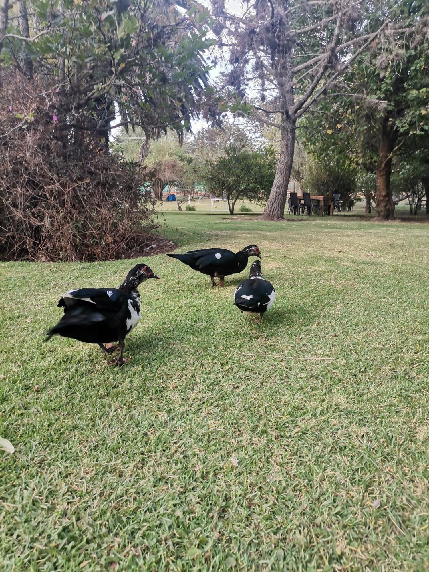 La Granja De Papa Alberto Puembo Dış mekan fotoğraf